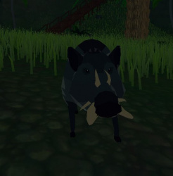 Truffle Hog.jpg